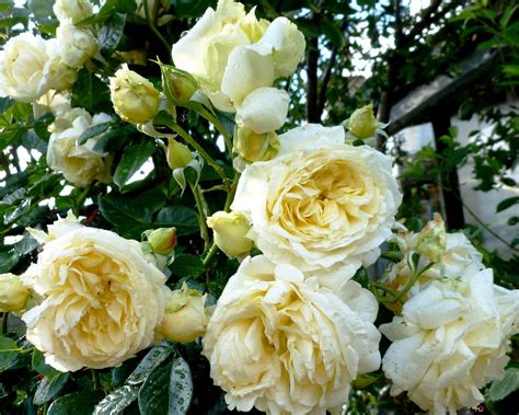 White Roses bush 2K wallpaper download
