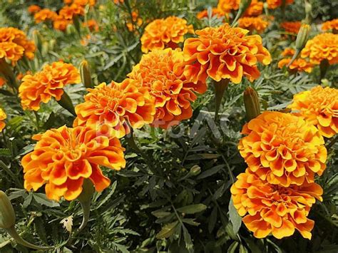 Image result for Patterns Design Color Application Software