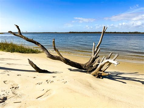 Carolina Beach State Park - The Sociable Adventurer