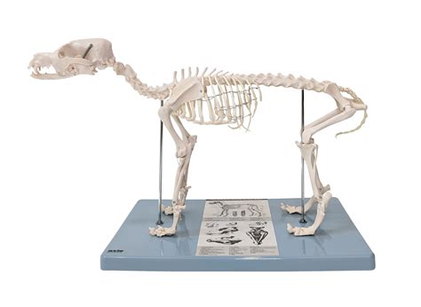 Buy Anatomy Lab Canine Skeleton Anatomy Model - Small Dog Veterniary ...