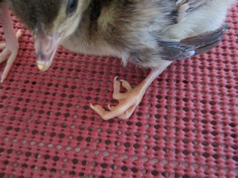 Threads - How to fix curled toes in Chicks. | Chicken life, Raising chickens, Homestead chickens