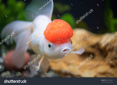 Red Cap Oranda Goldfish Encased Prominent Stock Photo 401208211 ...