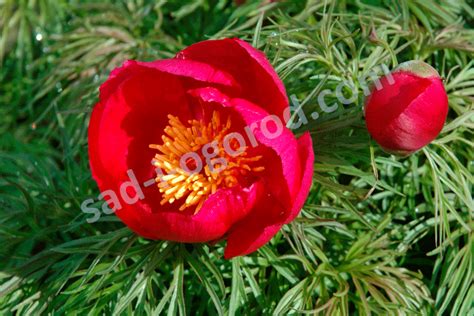 Пион Тонколистный Paeonia tenuifolia купить саженцы |Сад от А до Я