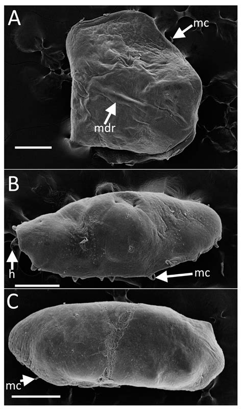 New Myzostomids (Annelida) in Symbiosis with Feather Stars in the ...