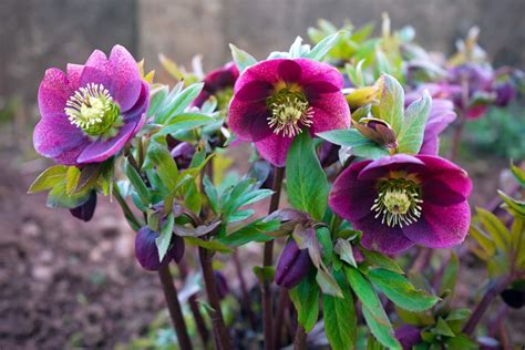 Hellebore Plant Care