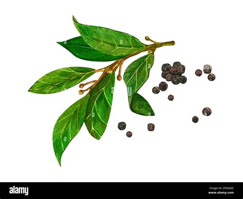 Watercolor bay leaf and black pepper. Botanical hand drawn illustration ...