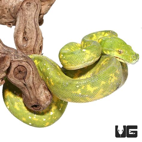 Image result for Petco Green Tree Python