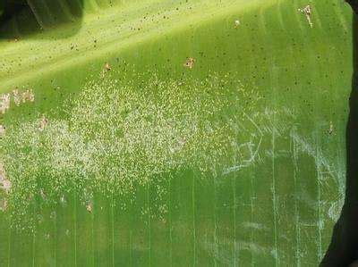 अॅग्रोस्टार न्यूट्रीप्रो बोरॉन 20 % - 500 ग्रॅम - अ‍ॅग्रोस्टार