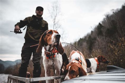 Guide to Hunting Rabbits With Beagles | ilearntohunt