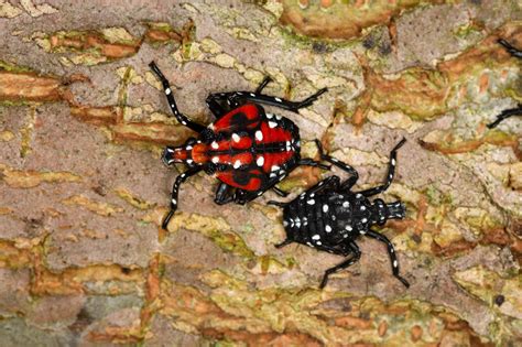 Spotted Lanternfly — CRISP