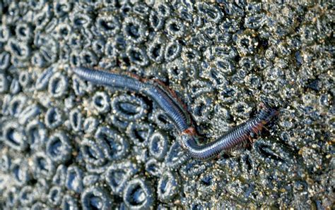 Phylum Annelida & Other Worms — Coke Smith Wildlife
