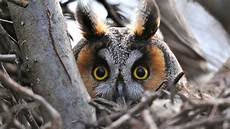 Best Owl Wallpaper by Free 20 Owl Wallpapers In Psd Vector Eps Best Owl Wallpaper