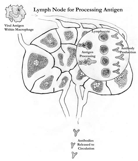 Dog Lymph Node Locations