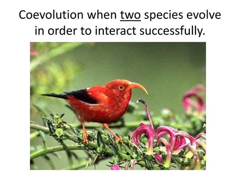Image result for Coevolution 3rd Year PDF