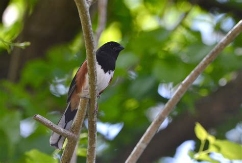 Eastern Towhee. He’s one of my backyard birds every season. He & his mate love the peanuts ...