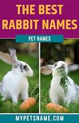 Image result for Bunny Names by Color