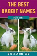 Image result for Black and White Bunny Names