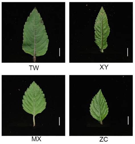 Quasi-Targeted Metabonomics Reveals Metabolites Associated with ...