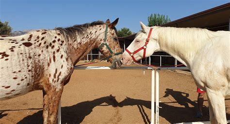 AZIENDA AGRICOLA BIO HORSES COUNTRY "IL FEUDO DI MEZZO" - All You Need ...