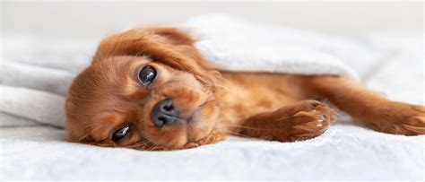 Holiday Inn Pet Policy: Everything You Need to Know Before Staying ...
