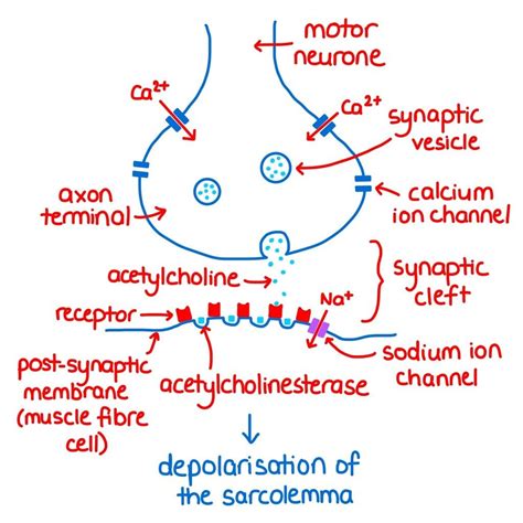 Neuromuscular Junctions - Muscles Ep 5 - Zoë Huggett Tutorials in 2023 ...