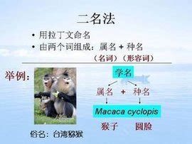 5分钟教会你记住所有常见海洋生物的英语名字！ - 选岛啦Blog