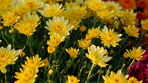 Download wallpaper 3840x2160 chrysanthemum, flowers, petals, plant ...