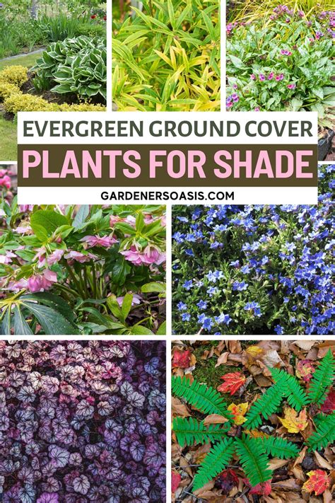 Evergreen Ground Cover Plants for Shade