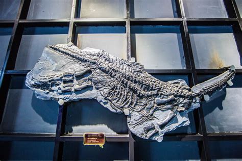 贵州省赫章县发现侏罗纪早期恐龙足迹化石群 - 神秘的地球 科学|自然|地理|探索