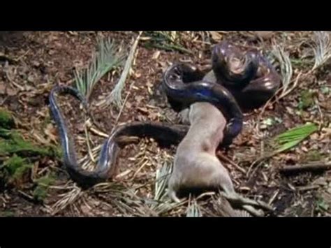 Image result for Python Swallowing a Deer