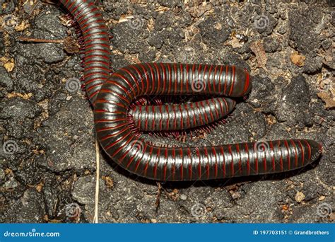 Narceus Americanus Is A Large Millipede Of Eastern North America ...