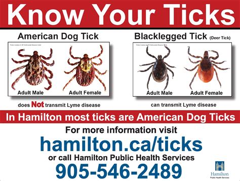 Lyme Disease Tick On Dog