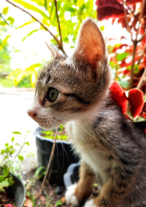 Can Cats Have Parsley? (Everything You WANT To Know!)