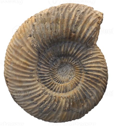 Rezultat imagine pentru Shell Fossil