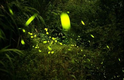 打卡西双版纳热带植物园 寻找萤火虫的浪漫_天空_世界_星星