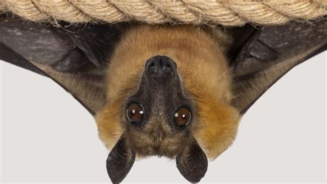 Australian Man Dies From An 'Extremely Rare' Rabies Like Infection ...