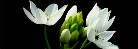 Whispering Pines Funeral Home | Powassan ON funeral home and cremation