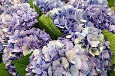 fiori di giugno i fiori migliori per un matrimonio a giugno lombarda flor fiori di giugno i fiori migliori per un matrimonio a giugno lombarda flor