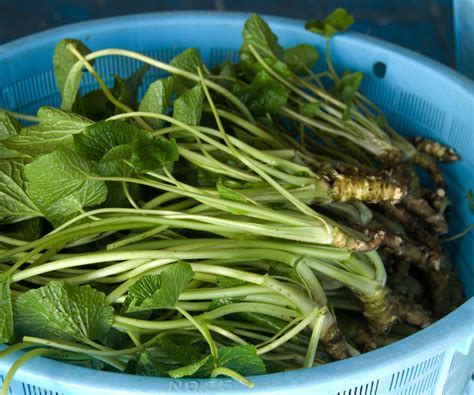 How to grow wasabi – what you need to succeed with…