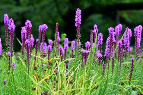 Image result for liatris images