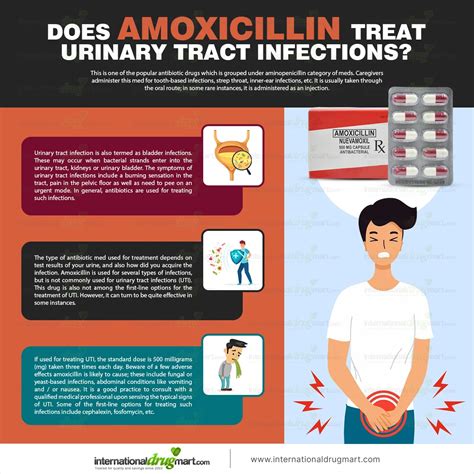 Amoxicillin For Urinary Tract Infection Frontiers | Examination Of