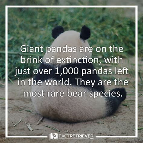 Top 10 Fun Facts About Pandas at Archer Walker blog