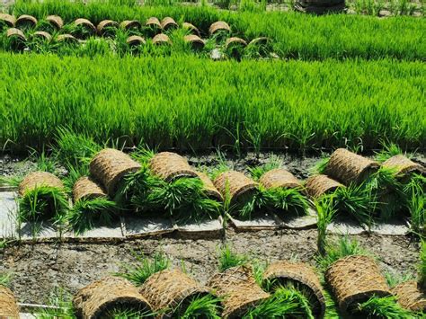 安徽蚌埠：调优夏种结构 促进农业增效农民增收-新华丝路