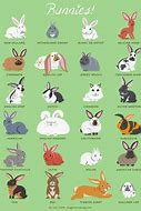 Image result for Cute Rabbit Breeds