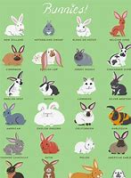 Image result for Cute Rabbit Breeds