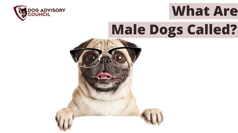 What Is The Proper Term For A Male Dog