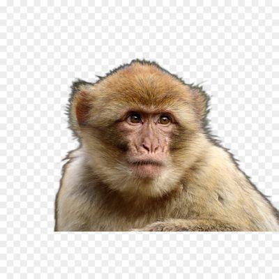 Monkey Transparent Image PNG Download - Pngsource