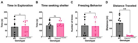 GABAA Receptor β3 Subunit Mutation N328D Heterozygous Knock-in Mice ...