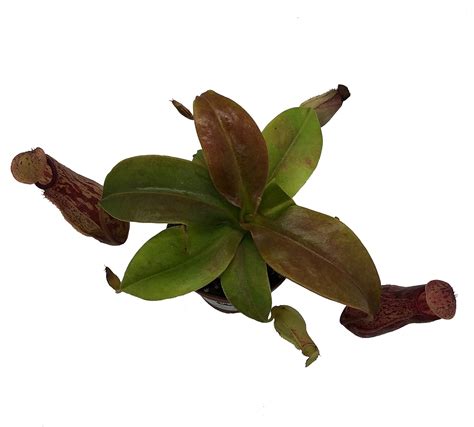 Buy Nepenthes St. Gaya Tropical Carnivorous Pitcher Plant Online at ...