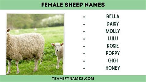 550+ Funny Sheep Names That’ll Make You Smile – Teamify Names